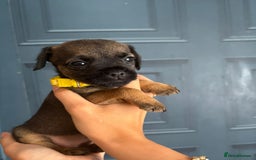 Border Terrier dogs for sale: Slem clear stunning boarder terrier puppies  - Image 18