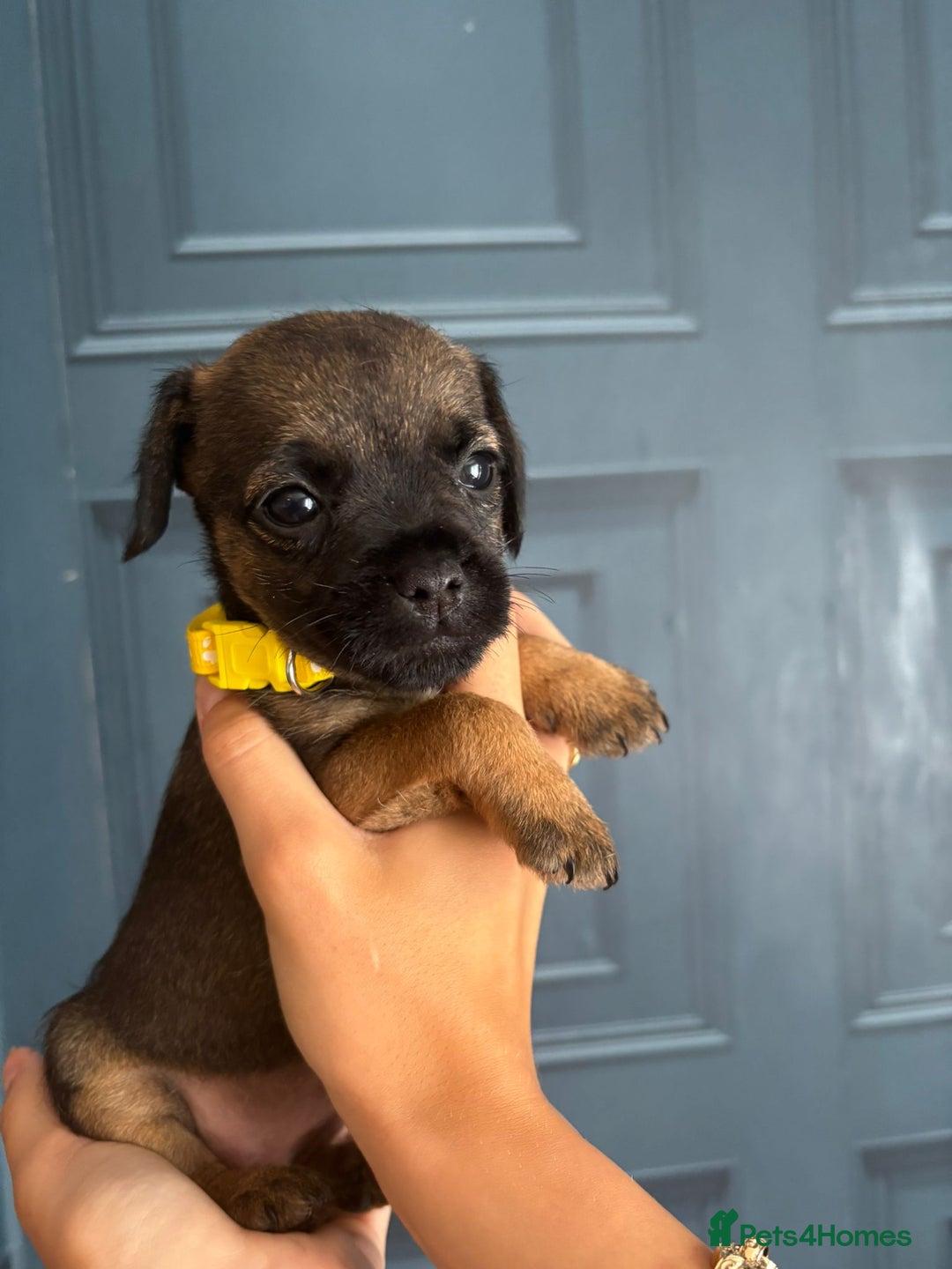 Border Terrier dogs for sale: Slem clear stunning boarder terrier puppies  - Image 18