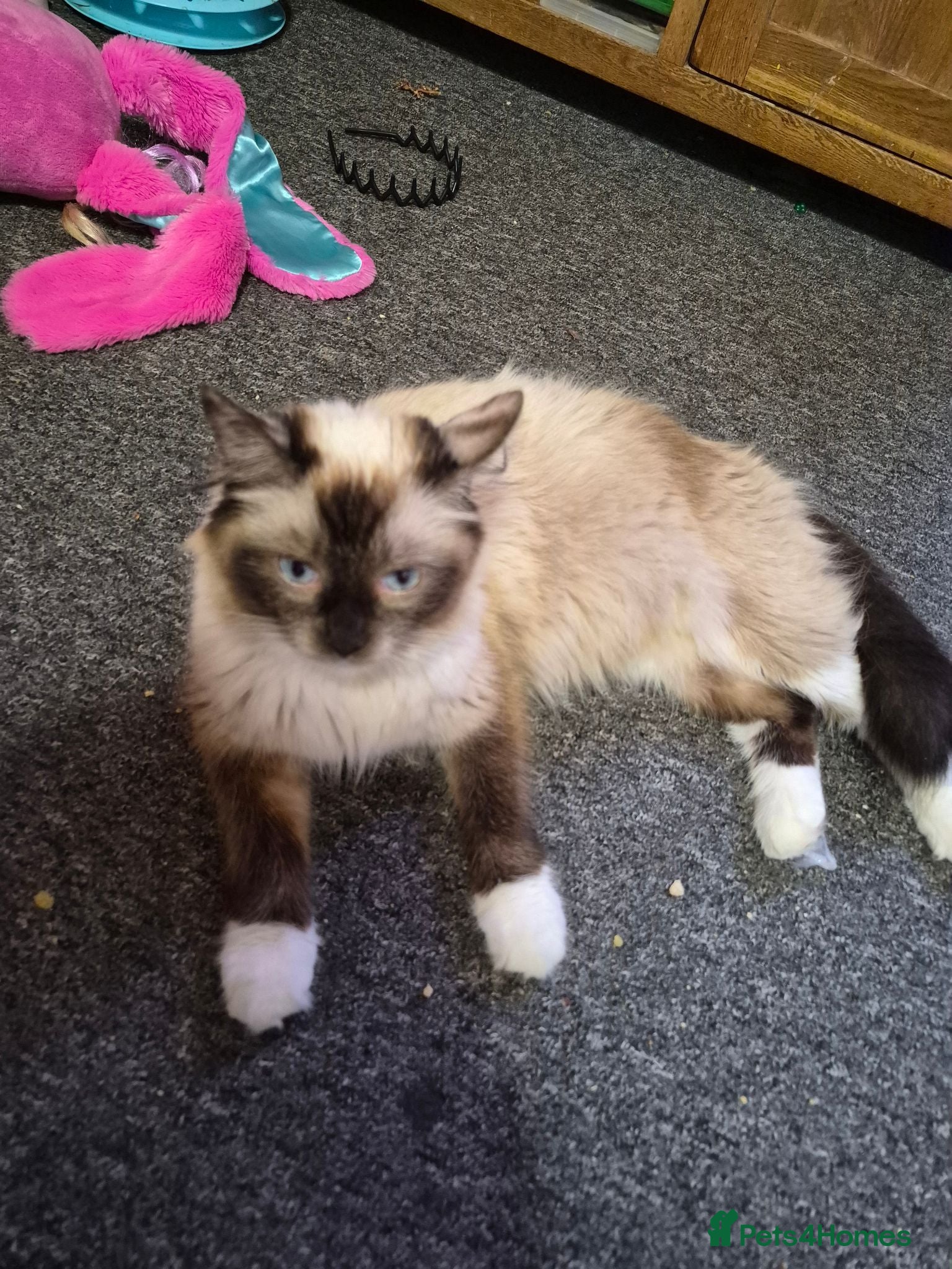 Mixed Breed cats 3 beautiful  kittens  more than reddish  to go - Advert 3