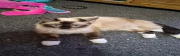 Mixed Breed cats for sale: 3 beautiful  kittens  more than reddish  to go in Exeter - Advert 1