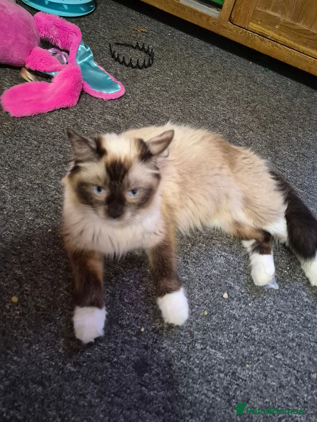 Mixed Breed cats for sale: 3 beautiful  kittens  more than reddish  to go in Exeter - Advert 1