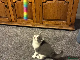 British Shorthair cats READY TO LEAVE 2 LOVELY KITTENS - Advert 15