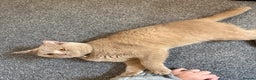 British Shorthair cats for sale: Fawn Male BSH 10 months old  - Advert 5