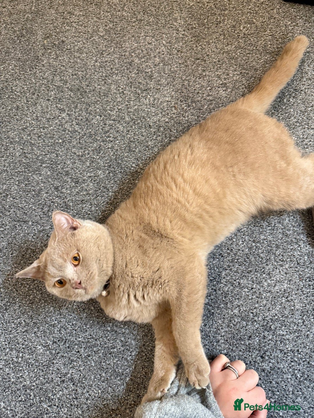 British Shorthair cats for sale: Fawn Male BSH 10 months old  - Advert 5