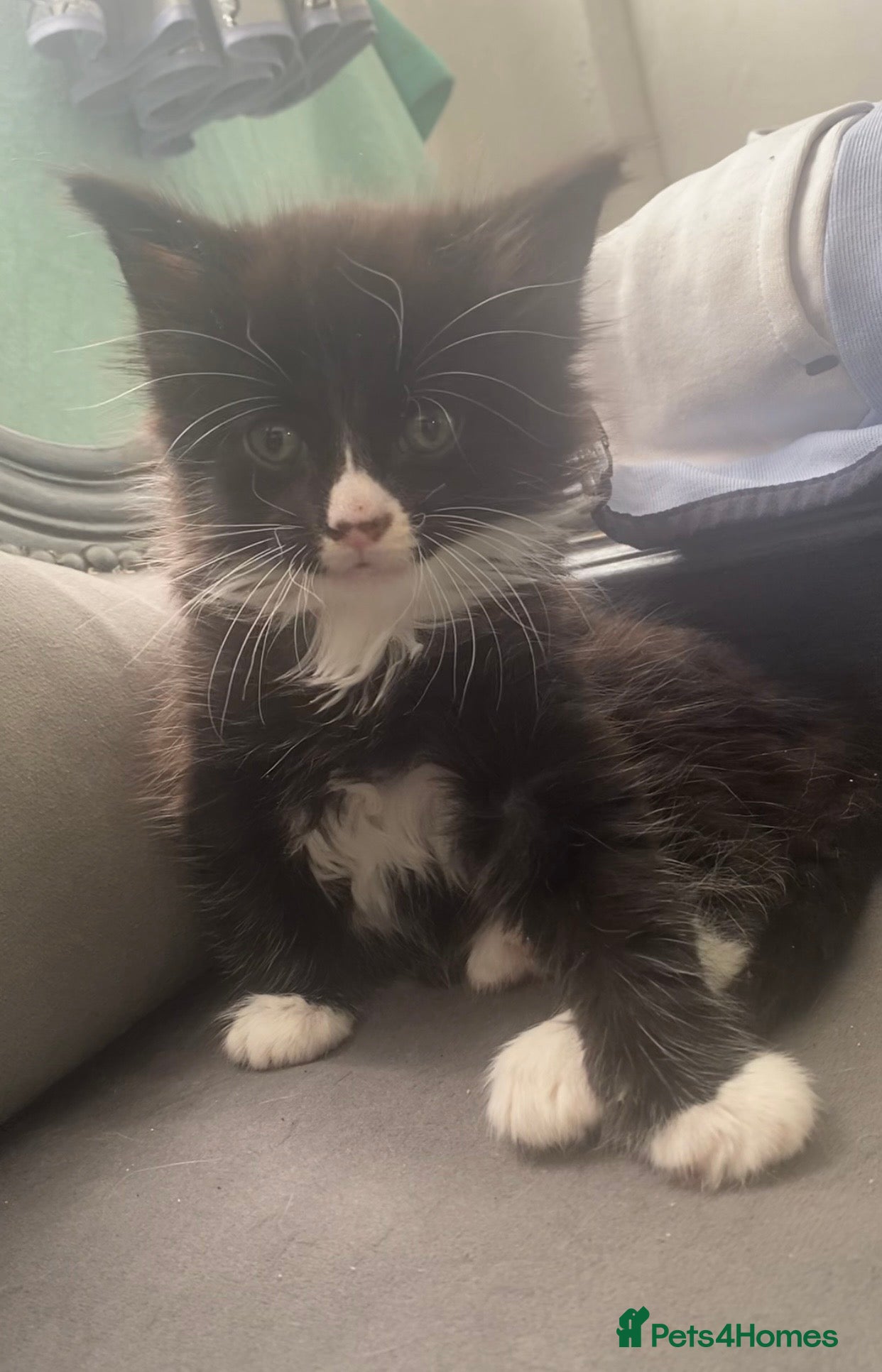 Mixed Breed cats Kitten for sale bradford - Advert 11