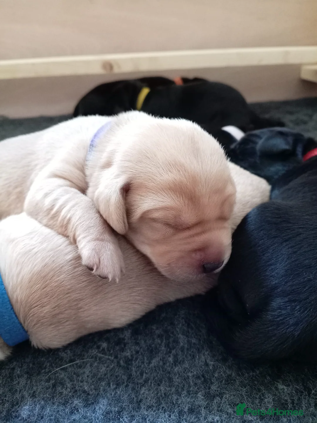 Labrador Retriever dogs for sale: KC reg yellow & black Labrador puppies socialised - Advert 19