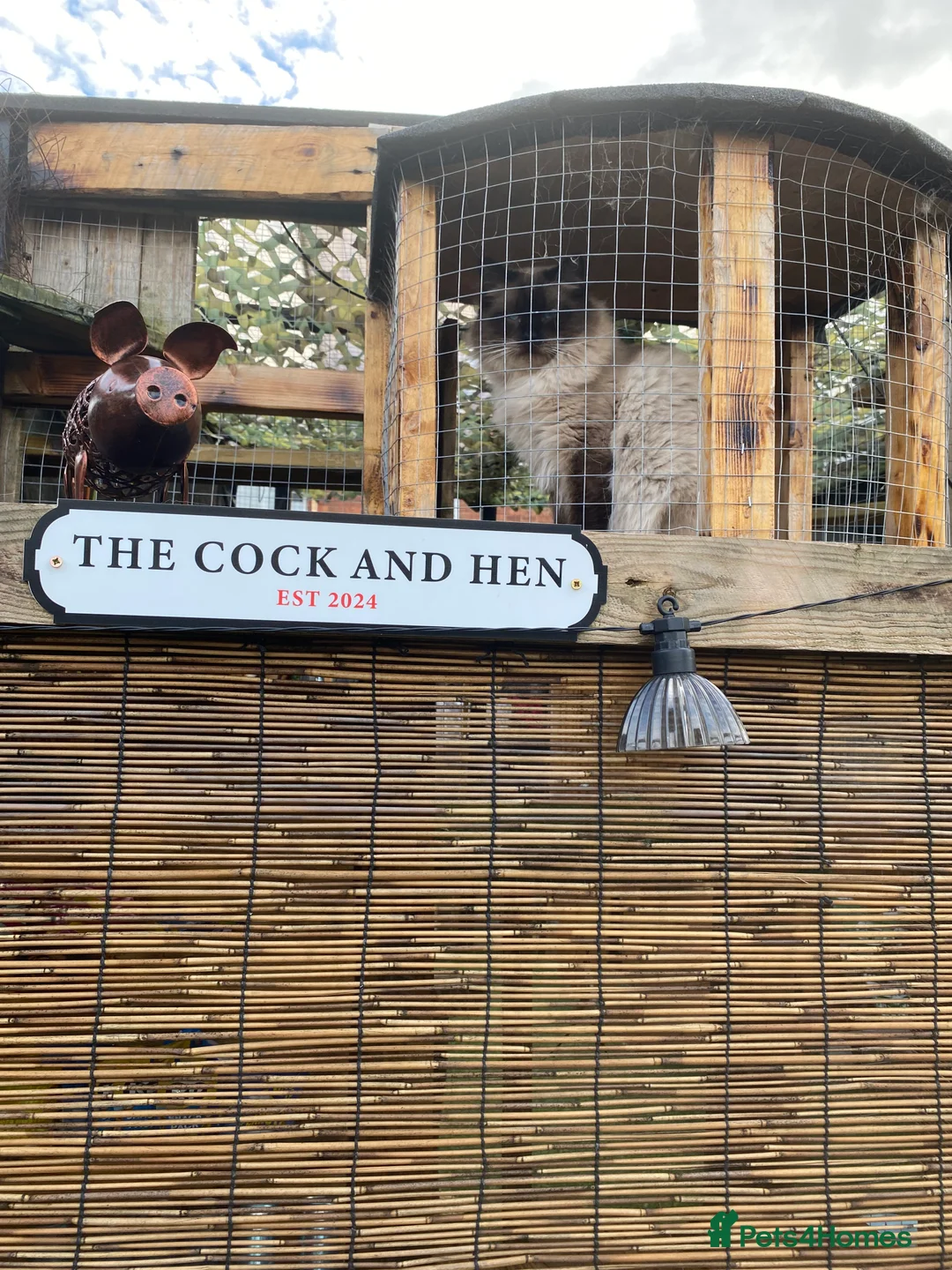 Ragdoll cats for stud: Active gccf stud chocolate carrier seal point  - Advert 15