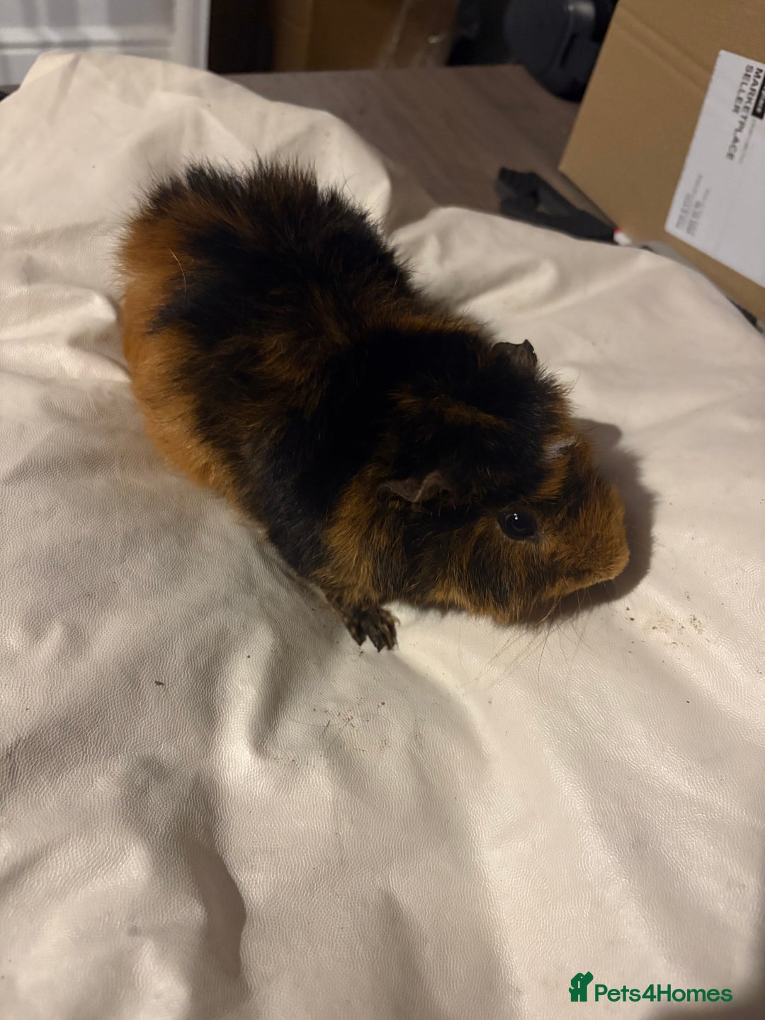Guinea Pig rodents for sale: 4 female and 2 male guinea pigs for sale - Advert 6