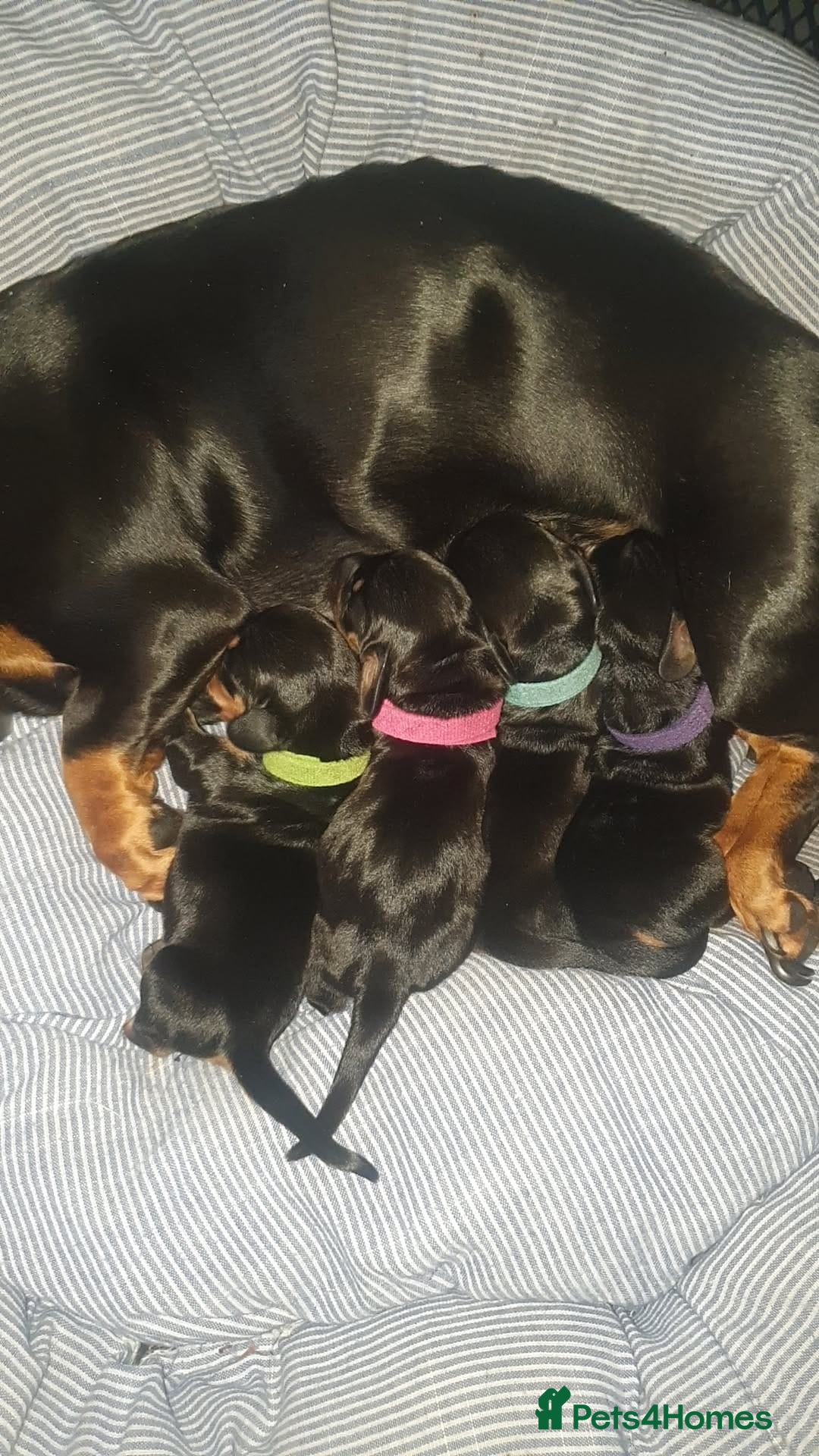 Dachshund dogs for sale: Miniature dachshunds - Advert 2