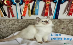 Ragdoll cats for sale: GCCF REGISTERED PEDIGREE RAGDOLL KITTENS - Image 12