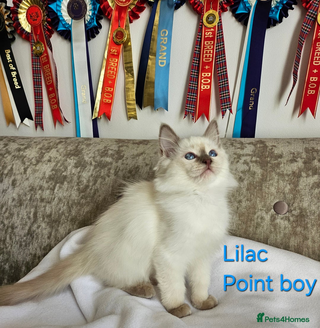 Ragdoll cats for sale: GCCF REGISTERED PEDIGREE RAGDOLL KITTENS - Image 12