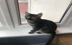 Bengal cats for sale: Bengal male kitten available  - Image 1