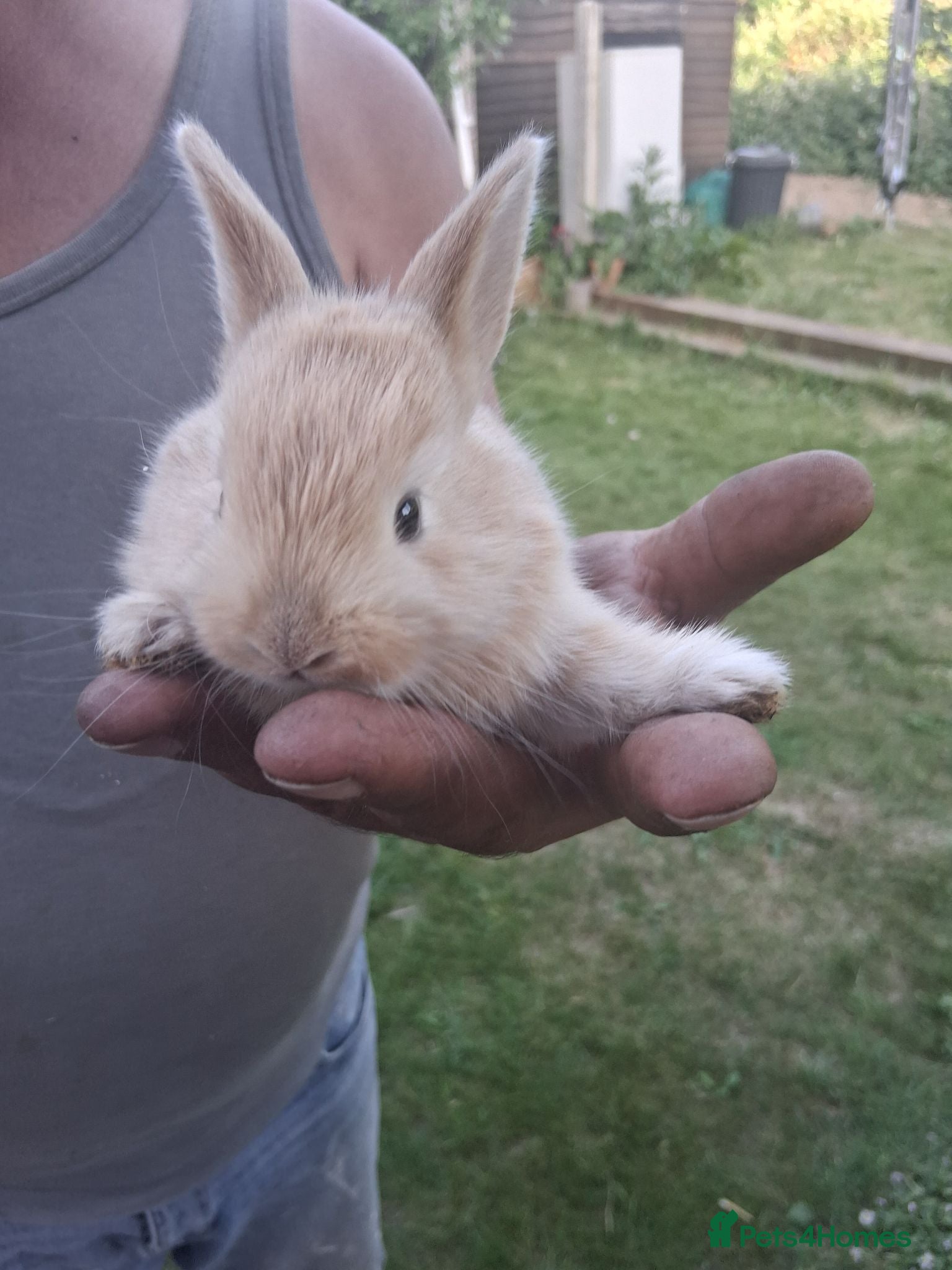 Mixed Breed rabbits Mixed male and female bunnies  - Advert 1
