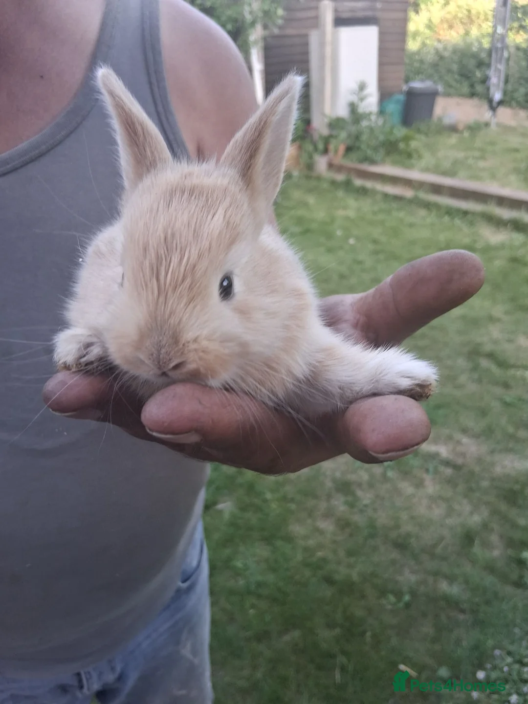 Mixed Breed rabbits for sale: Mixed male and female bunnies  - Advert 1