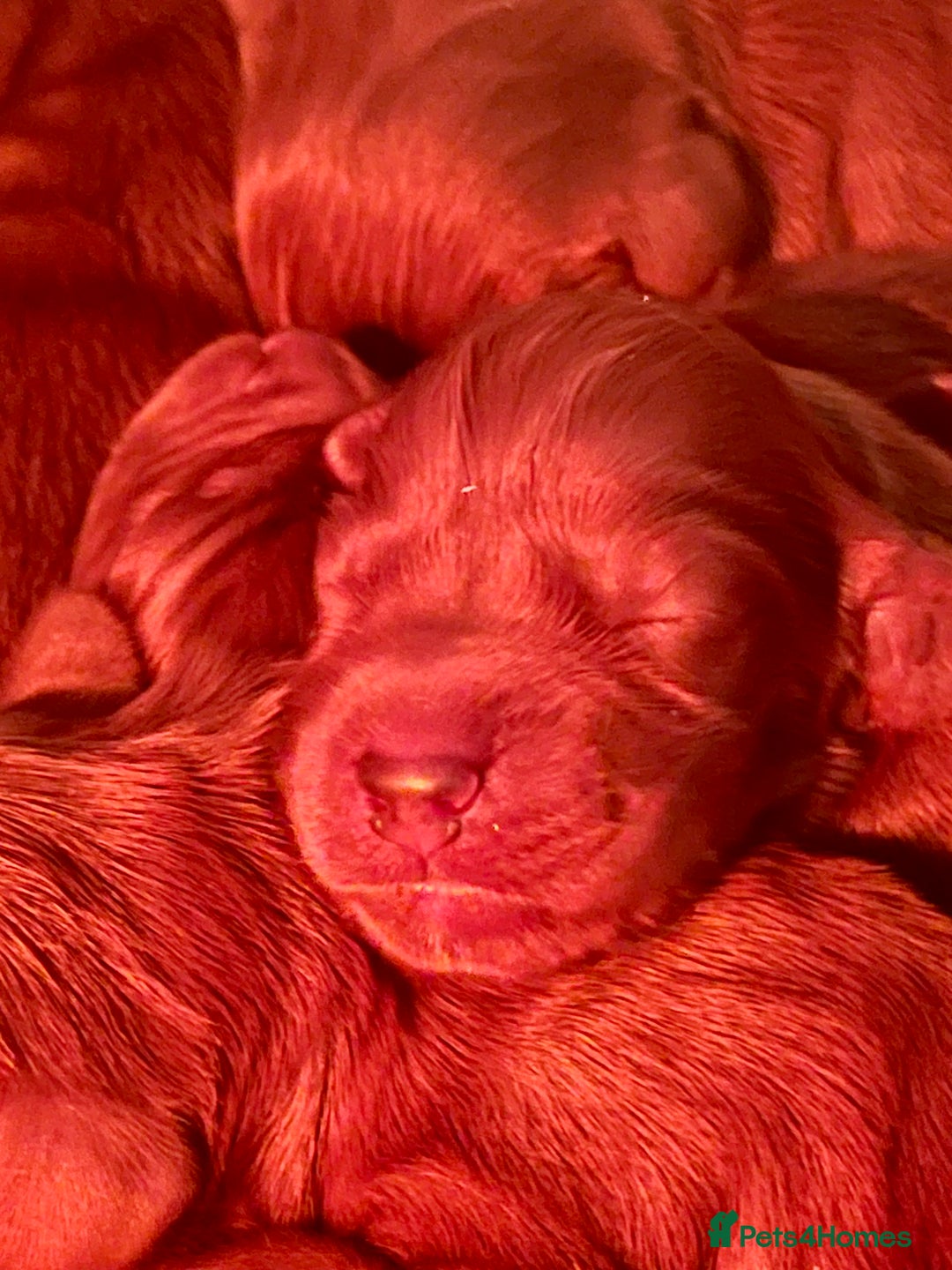 Irish Setter dogs for sale: Quality Irish setter puppies KC Registered - Advert 10