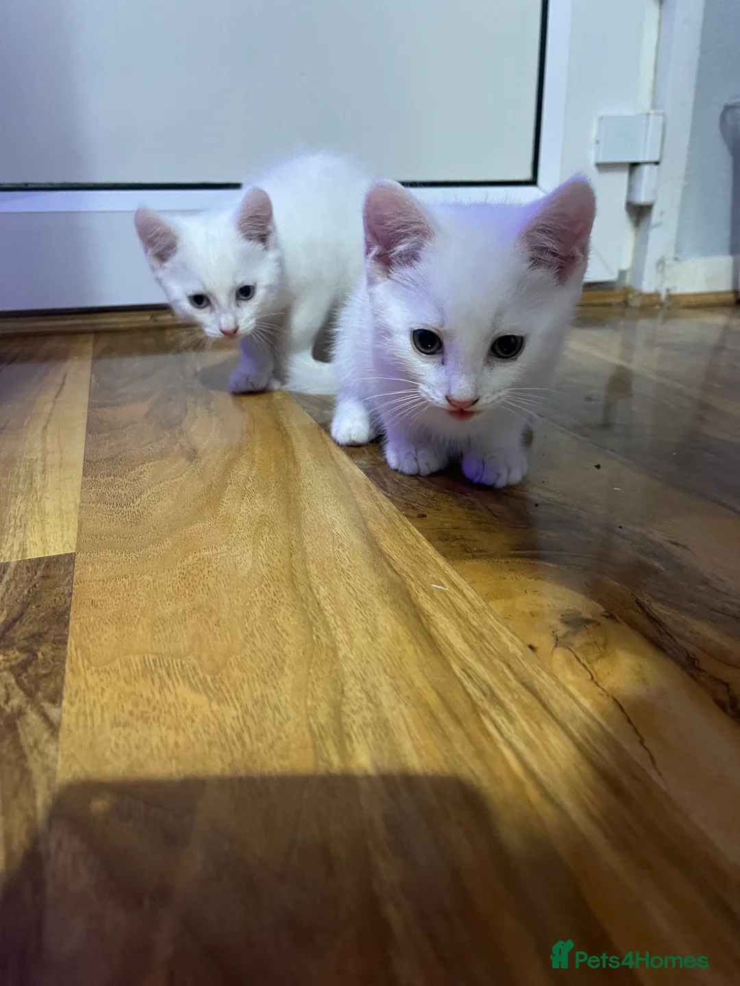 Mixed Breed cats for sale: Xxxxx - Advert 2