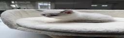 Ragdoll cats for sale: Beautiful Ragdoll Kittens – 3 Females & 2 Males - Advert 8