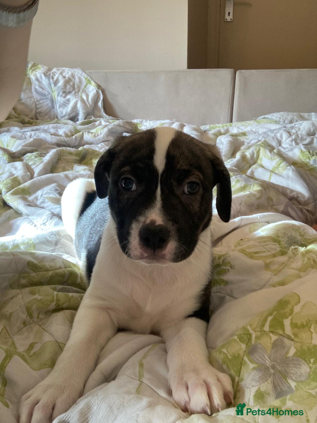 Mixed Breed dogs for sale: American bulldog x bullmastiff puppies - Advert 20