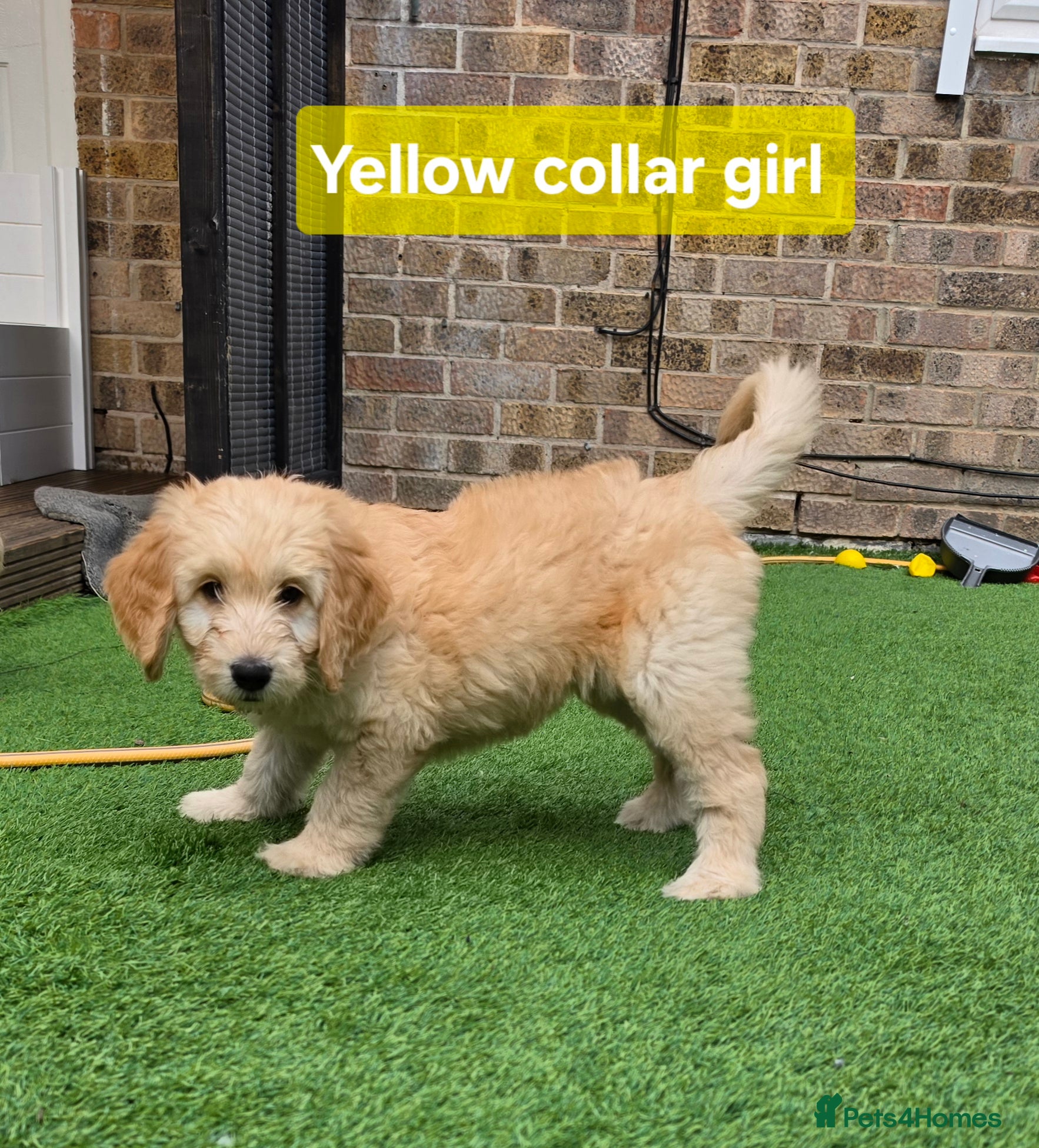 Goldendoodle dogs 🦮 Adorable F3 Goldendoodle. Parents DNA clear. - Advert 2