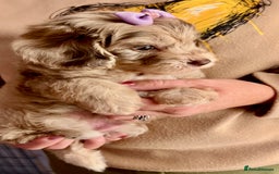 Cavapoo dogs for sale: TOY Fluffy Cavapoo’s From Health Tested Parents - Image 29