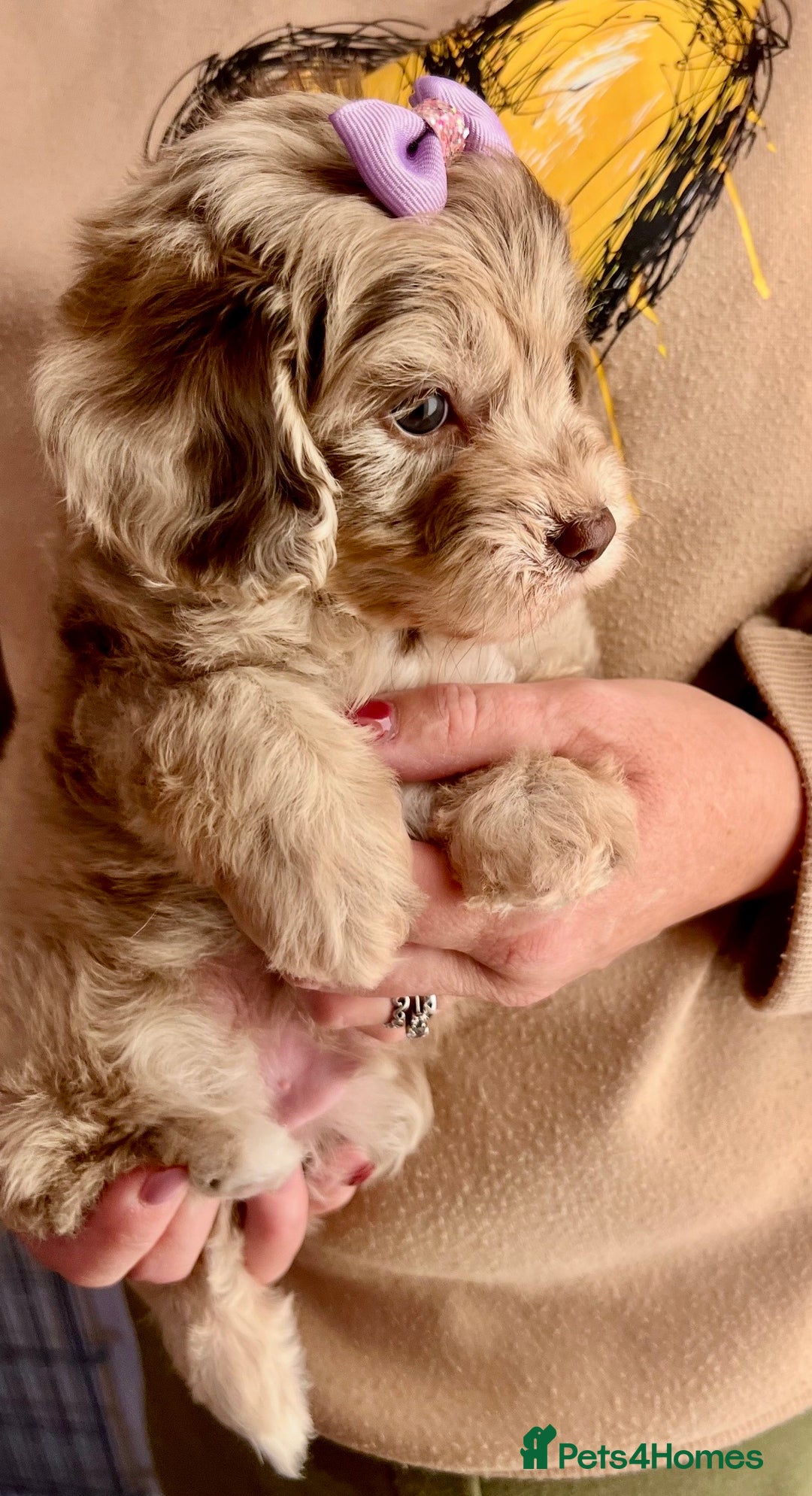 Cavapoo dogs for sale: TOY Fluffy Cavapoo’s From Health Tested Parents - Image 29