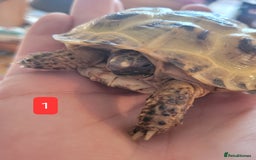 Tortoise reptiles for sale: Horsfield tortoises - Image 2