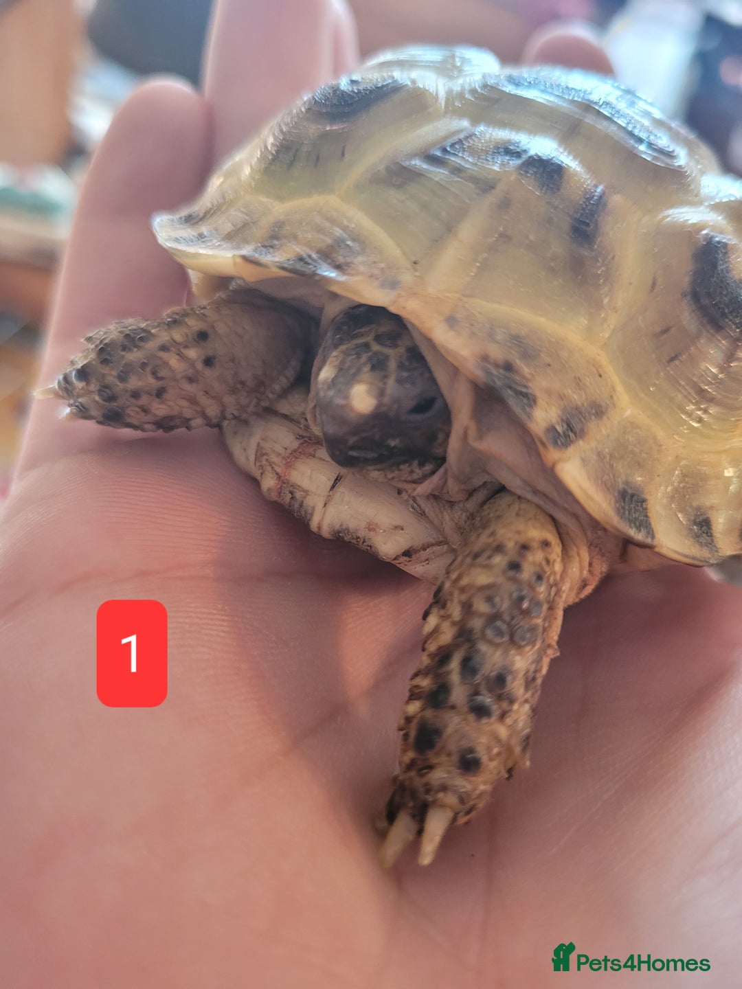 Tortoise reptiles for sale: Horsfield tortoises - Image 2