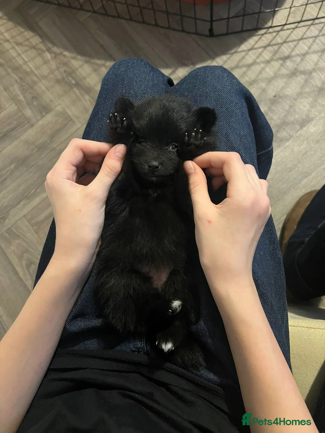 Pomapoo dogs for sale: ✨ Beautiful Pomapoo Puppies – 1,600 ✨ - Advert 5