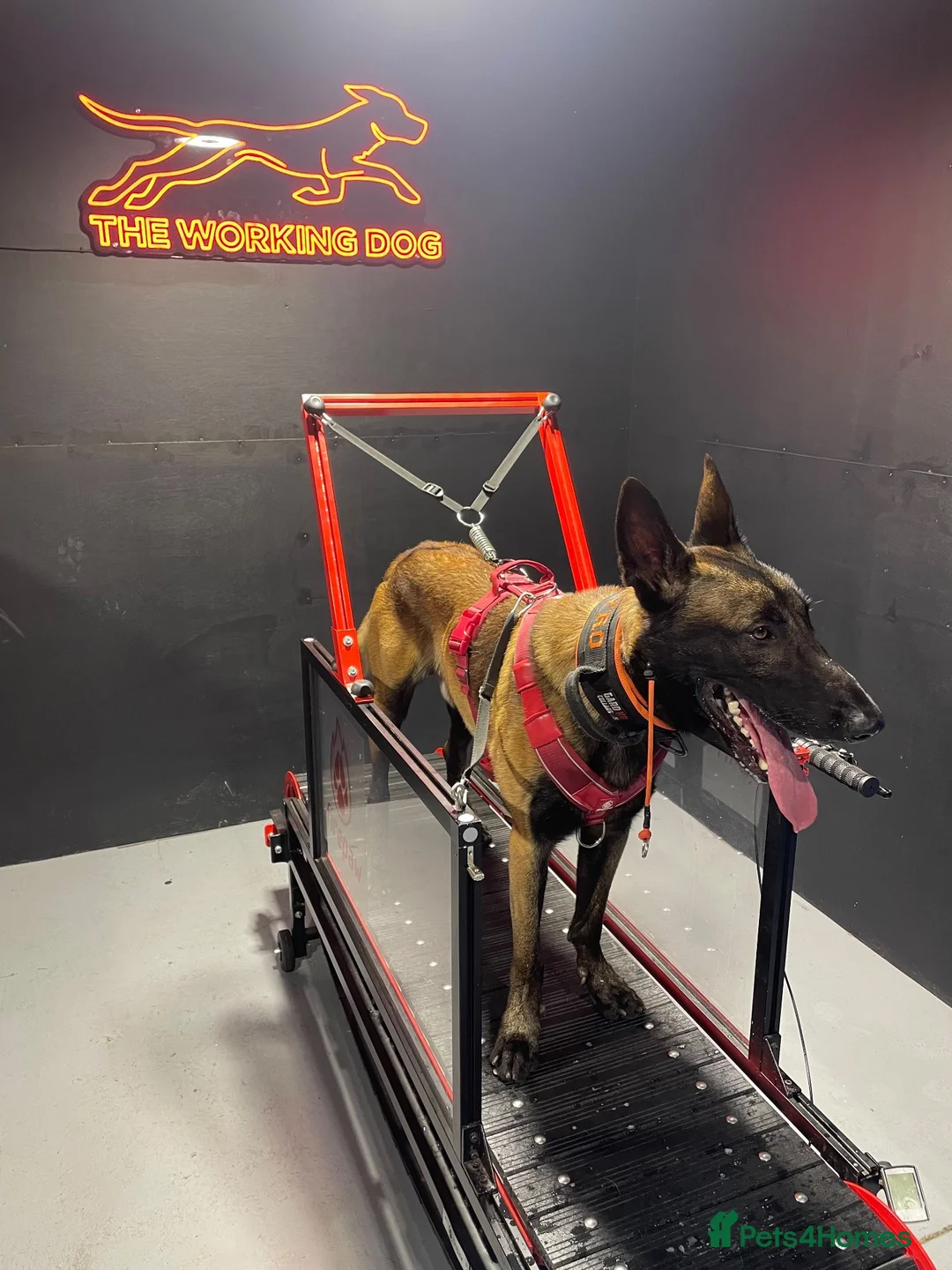 Belgian Shepherd Dog dogs for stud: Belgian malinois for stud in Newcastle upon Tyne - Advert 2