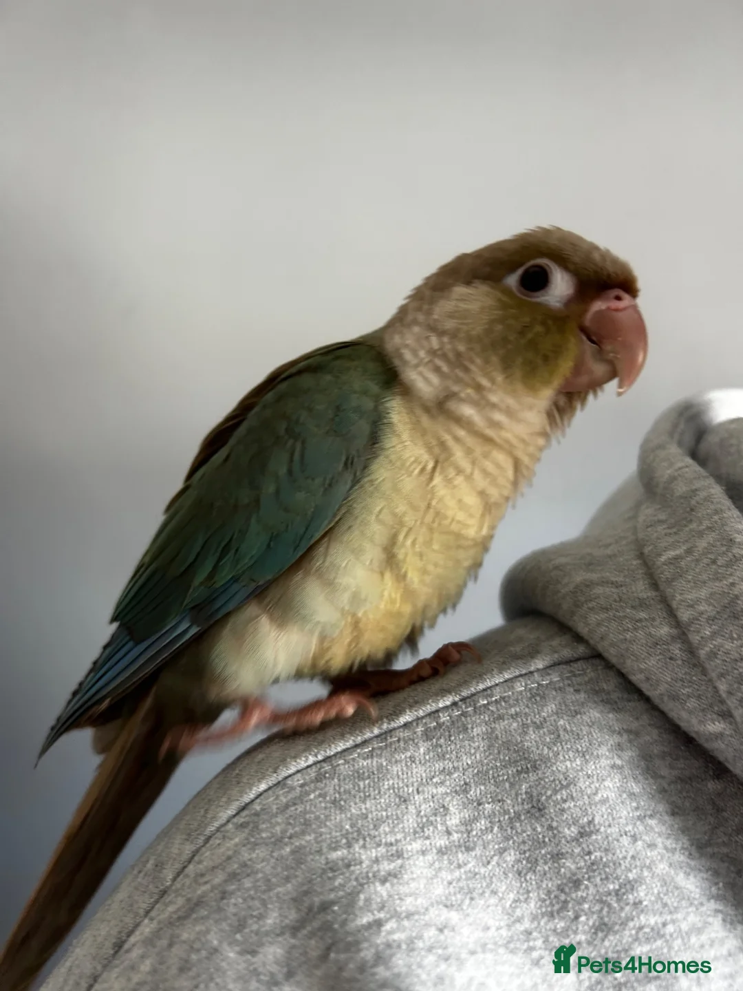 Conures birds for sale: Friendly Green Conure - Hand Raised  - Advert 4