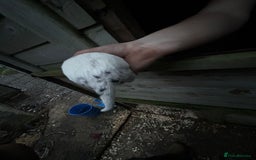 Border Collie dogs for sale: merle + black and white pups  - Image 12