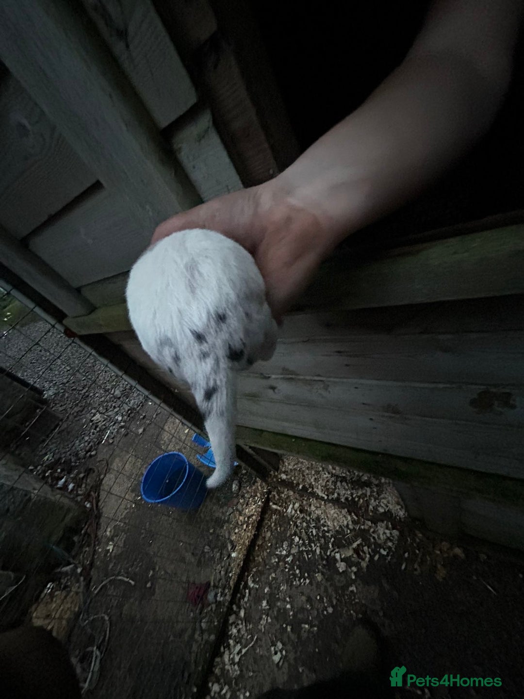 Border Collie dogs for sale: merle + black and white pups  - Image 12