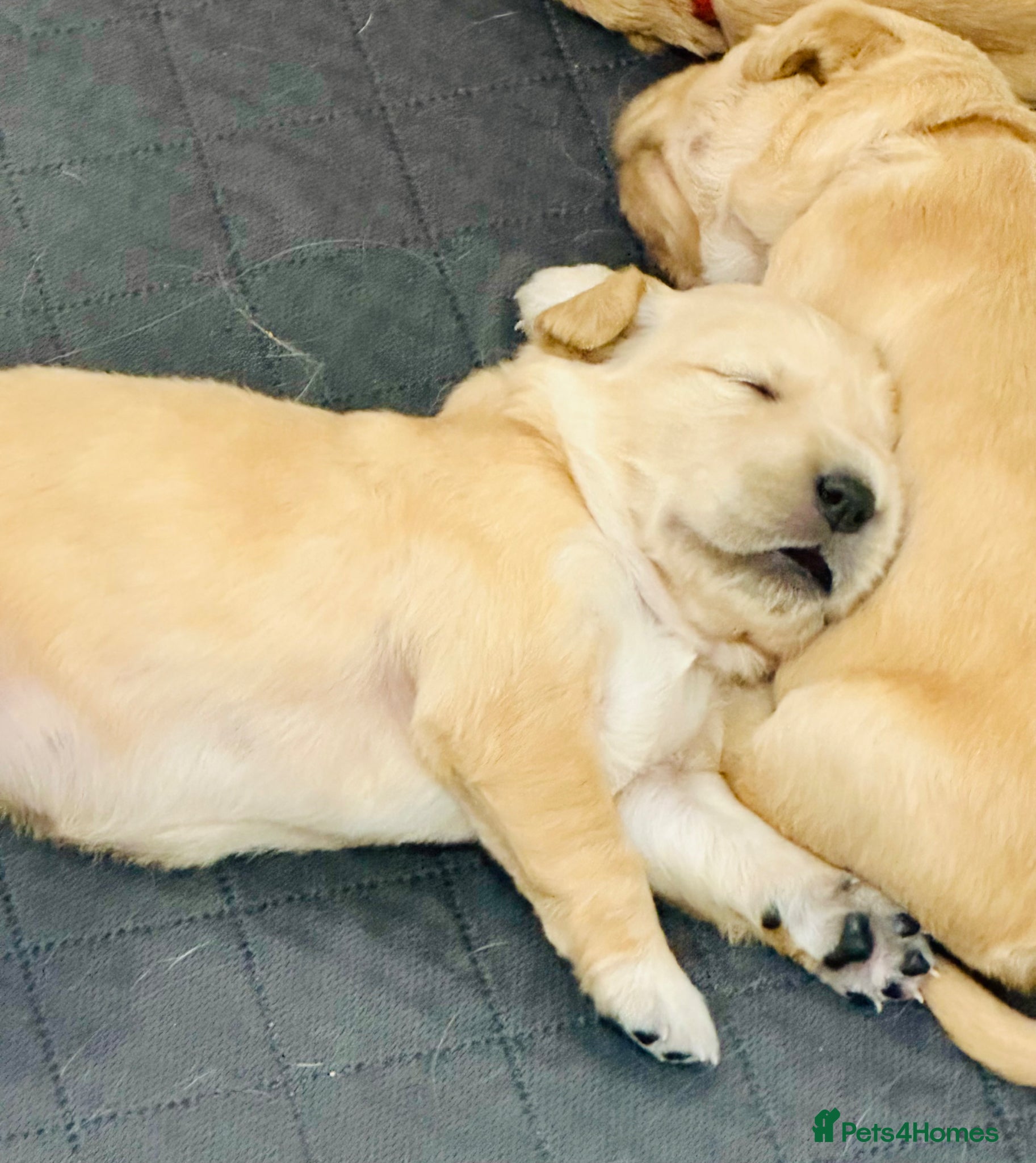 Golden Retriever dogs KC Registered Golden Retriever Puppies    - Advert 2