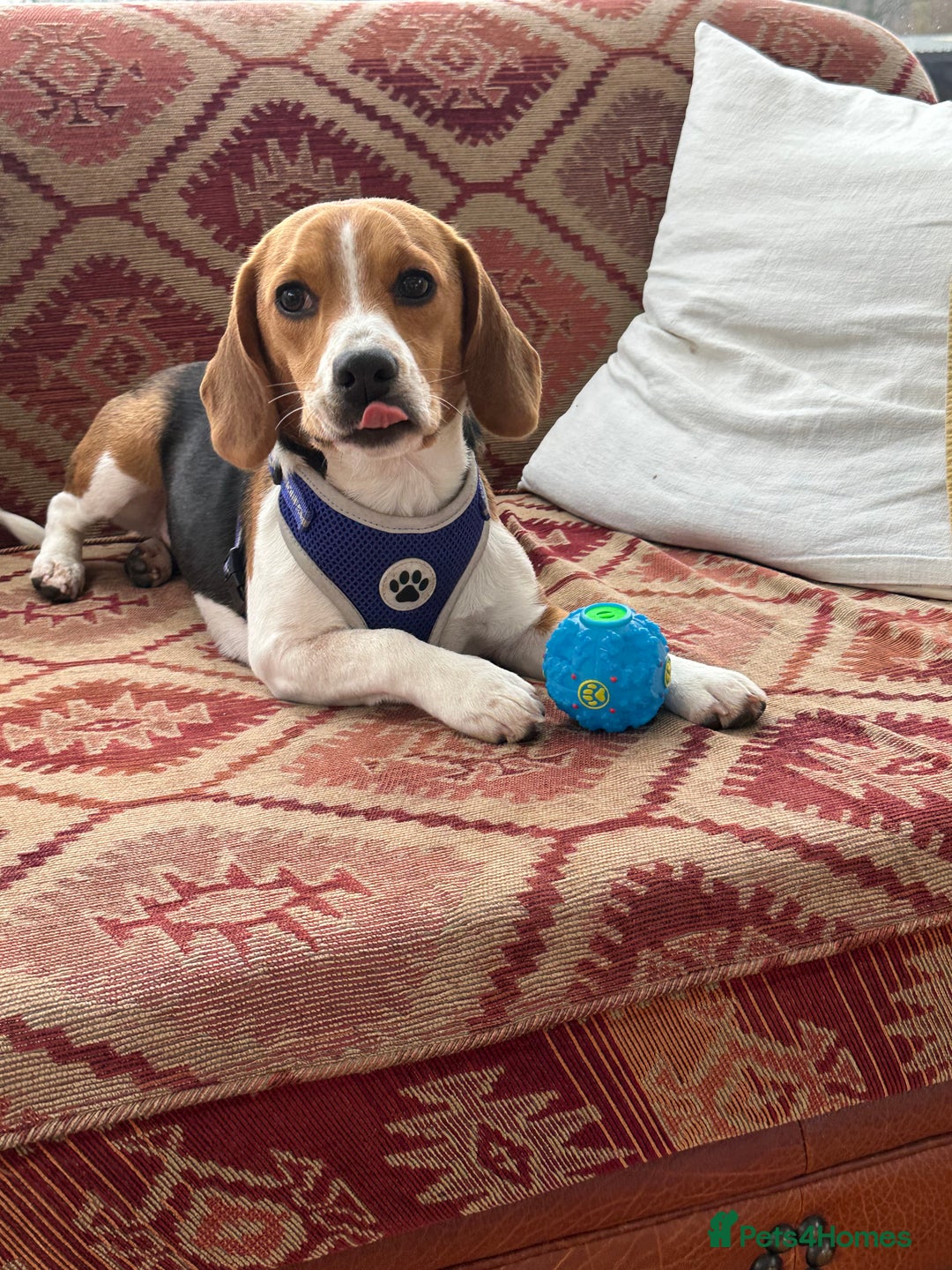 Mixed Breed dogs for sale: 🐾 Beautiful Cavapoo x Beagle Puppies 🐾 - Advert 3