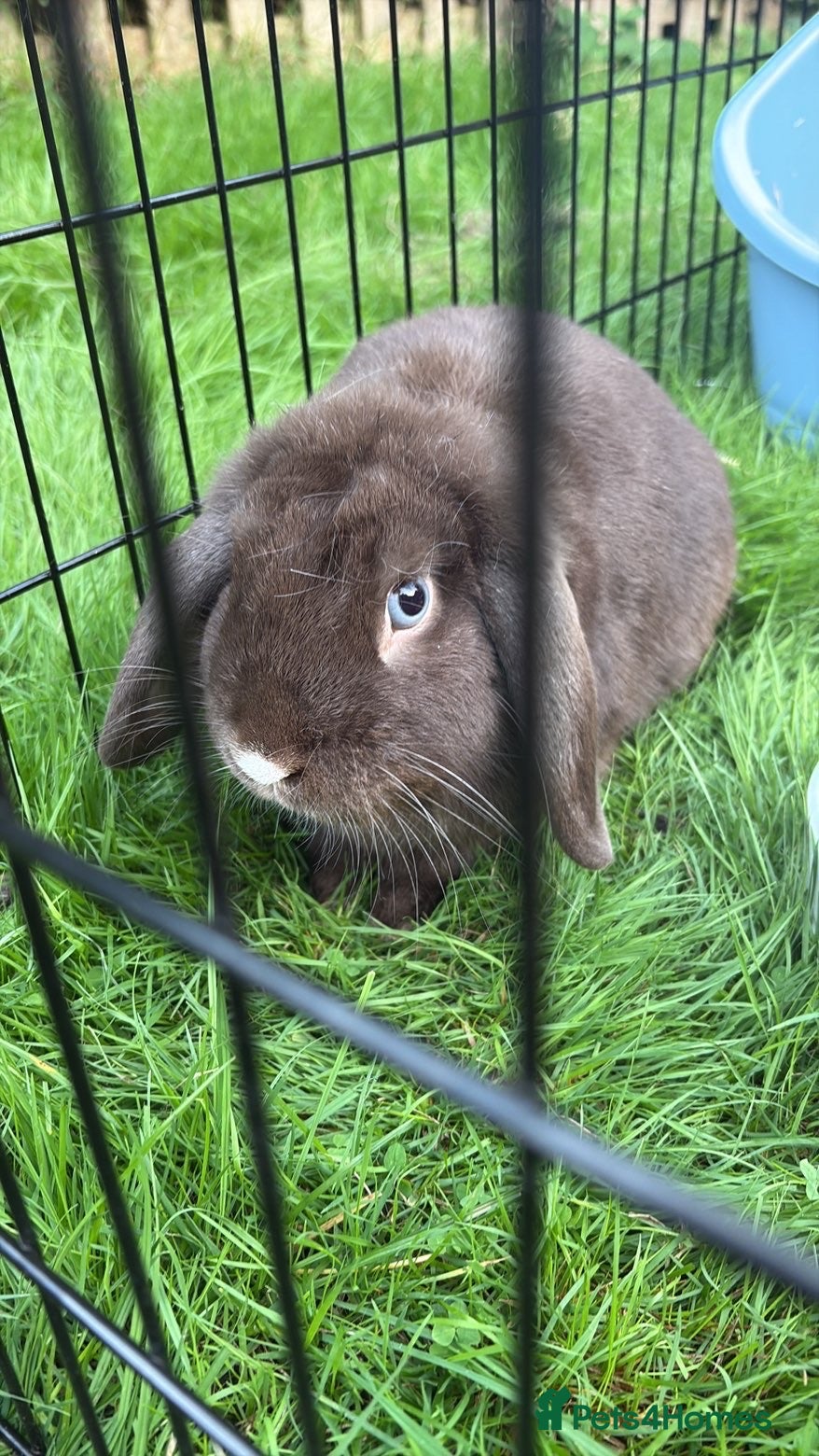 English Lop rabbits Brown Male Lop Rabbit + Rabbit Home + Food etc - Advert 6