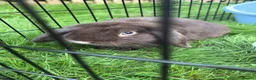English Lop rabbits for sale: Brown Male Lop Rabbit + Rabbit Home + Food etc in Birmingham - Advert 1