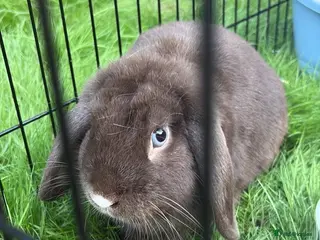 English Lop rabbits Brown Male Lop Rabbit + Rabbit Home + Food etc - Advert 6