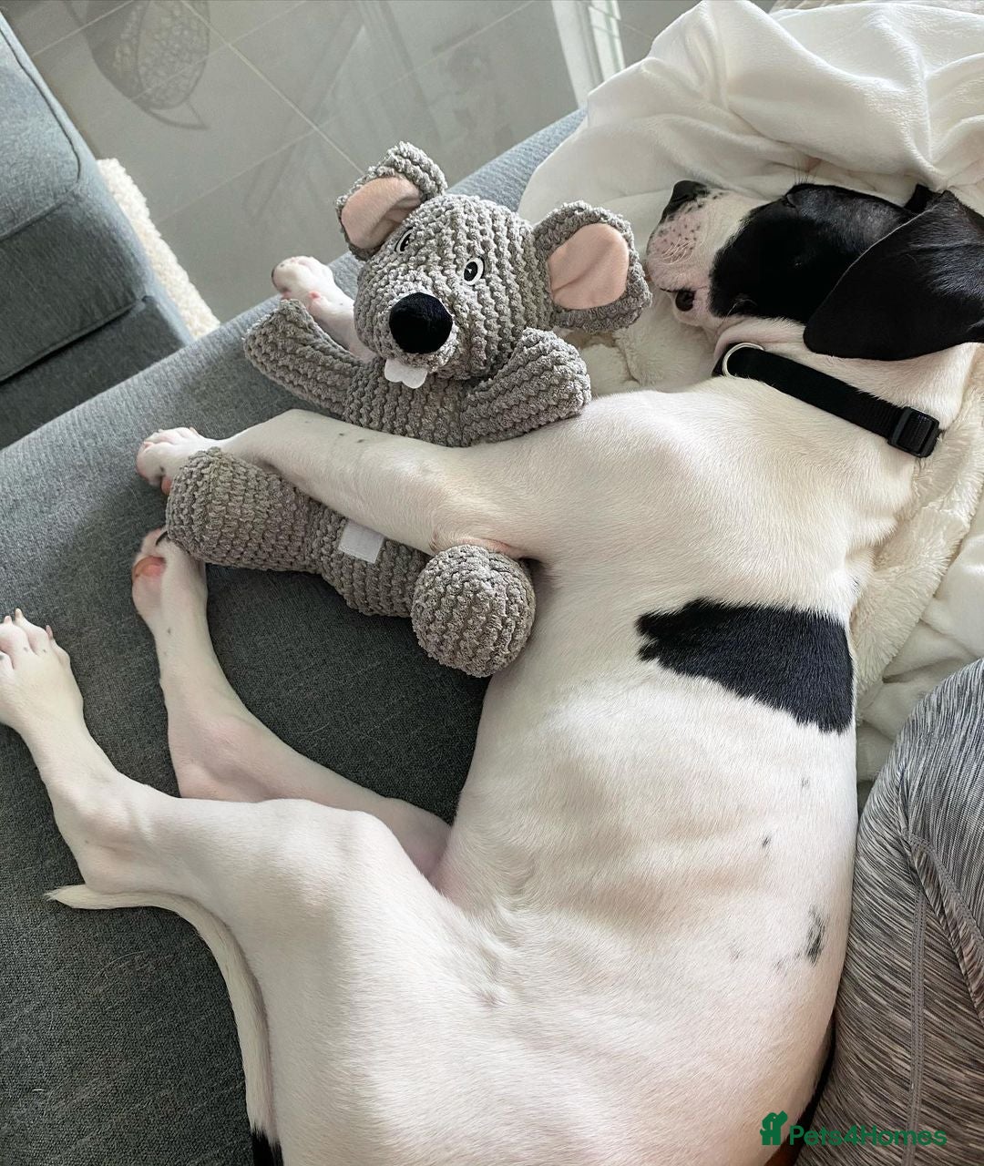 Great Dane dogs for sale: Female Great phone for Sale - Advert 3