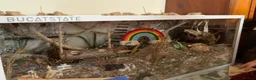 Mouse rodents for sale: 5 young mice and enclosure for sale - Advert 4