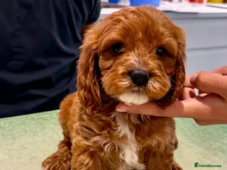 Cavapoo dogs 🥇TOP QUALITY F1 CAVAPOO PUPPIES READY TO LEAVE! - Advert 6