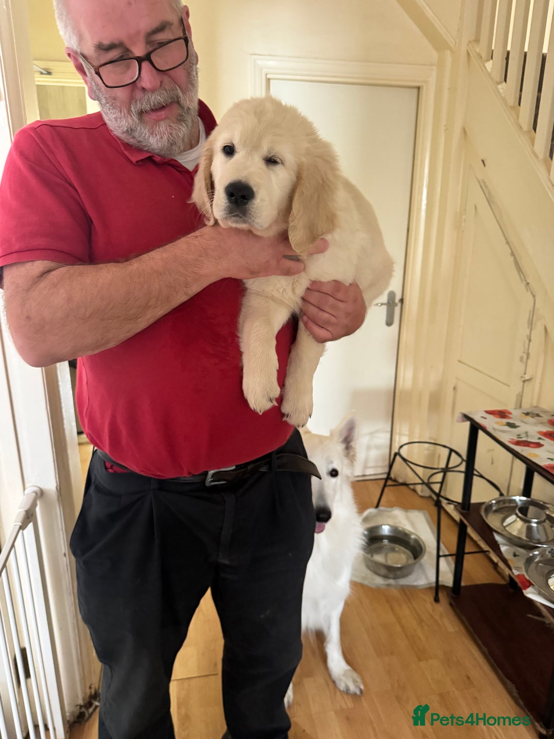 Golden Retriever dogs for sale: LAST 1 KC REG CHAMPIONSHIP BLOOD LINE CREAM  - Image 16