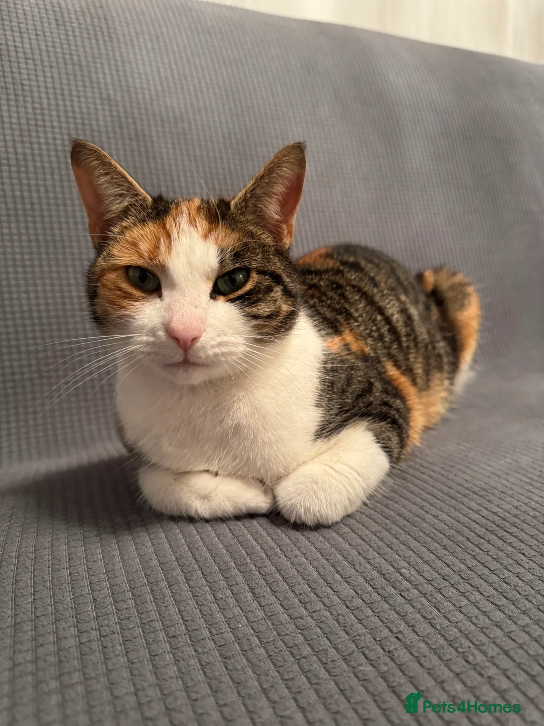 British Shorthair cats for sale: Cute cat - Advert 4