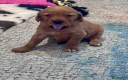 Golden Retriever dogs for sale: Fully health tested kennel club registered puppies - Image 16
