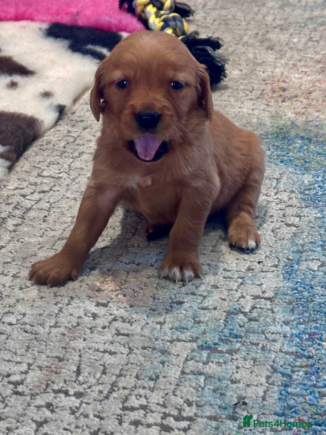 Golden Retriever dogs for sale: Fully health tested kennel club registered puppies - Image 16