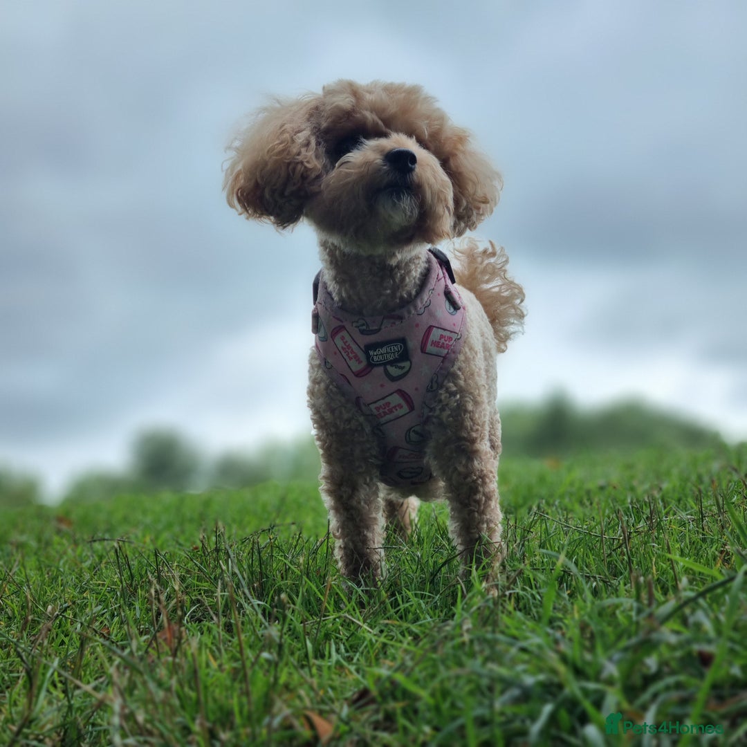 Maltipoo dogs for sale: Adorable Miniature Maltipoo Pups for sale - Image 12