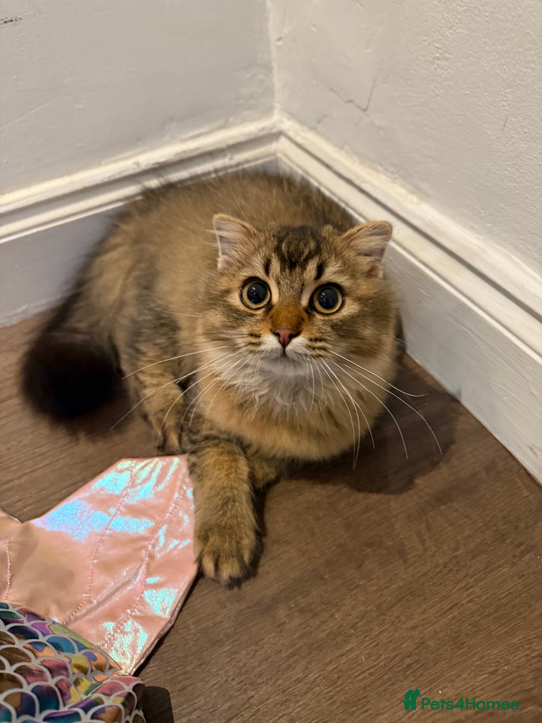 British Longhair cats for sale: Half British half Scottish fold male kitten  - Image 3