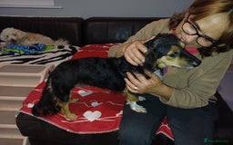 Mixed Breed dogs for adoption: Meet Sweet KATIA !  She needs a new Loving HOME... - Image 1