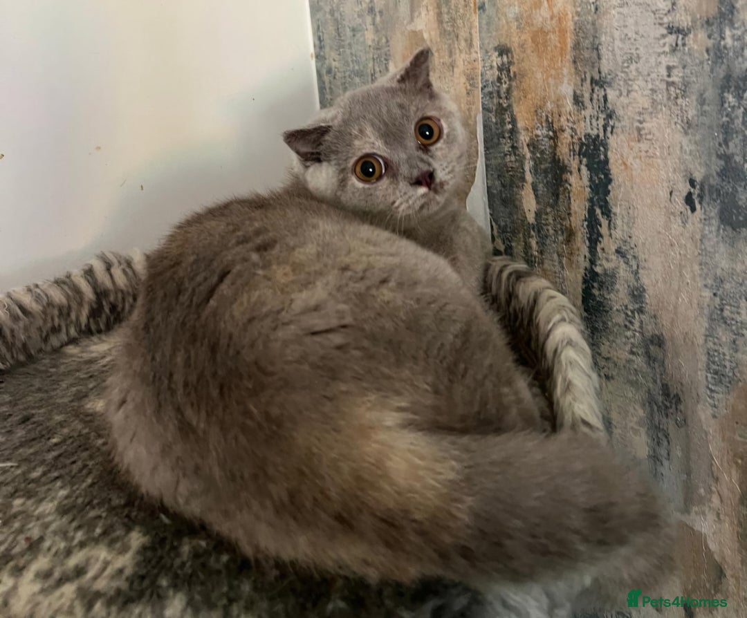 British Shorthair cats for sale: LAST ONE Teddy Bristish Short kittens - Image 5