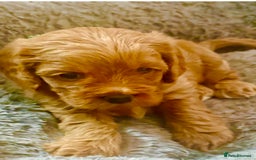 Cavapoo dogs for sale: BEAUTIFUL F1 CAVAPOOS - Image 8