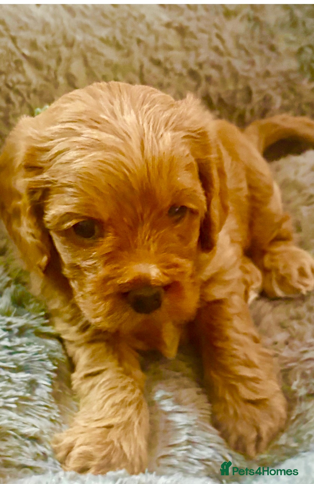 Cavapoo dogs for sale: BEAUTIFUL F1 CAVAPOOS - Image 8